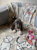 Blue, a male Dachshund for sale in Sebring, FL – Photo 3 of 7