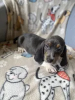 Blue, a male Dachshund for sale in Sebring, FL – Photo 1 of 7
