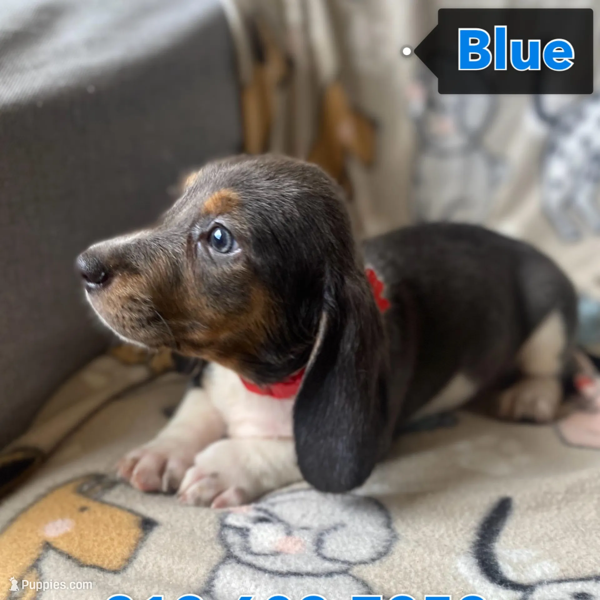 Blue, a male Dachshund for sale in Sebring, FL – Photo 7 of 7