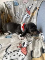 Blue, a male Dachshund for sale in Sebring, FL – Photo 5 of 7