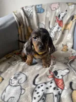 Baloo, a male Dachshund for sale in Sebring, FL – Photo 4 of 9