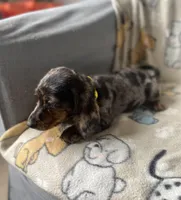 Baloo, a male Dachshund for sale in Sebring, FL – Photo 2 of 9