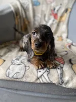 Baloo, a male Dachshund for sale in Sebring, FL – Photo 8 of 9