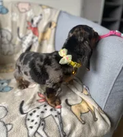 Baloo, a male Dachshund for sale in Sebring, FL – Photo 6 of 9