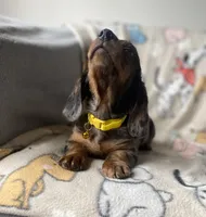 Baloo, a male Dachshund for sale in Sebring, FL – Photo 3 of 9