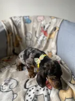 Baloo, a male Dachshund for sale in Sebring, FL – Photo 7 of 9