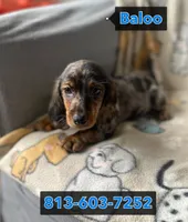 Baloo, a male Dachshund for sale in Sebring, FL – Photo 9 of 9