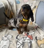 Baloo, a male Dachshund for sale in Sebring, FL – Photo 1 of 9