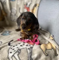 Baloo, a male Dachshund for sale in Sebring, FL – Photo 5 of 9