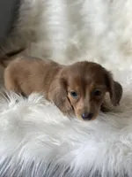 Daisy, a female Dachshund for sale in Sebring, FL – Photo 2 of 6