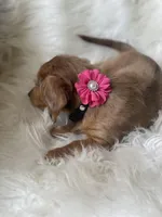 Daisy, a female Dachshund for sale in Sebring, FL – Photo 3 of 6