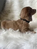 Daisy, a female Dachshund for sale in Sebring, FL – Photo 4 of 6