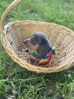 Pollux, a male Dachshund for sale in Sebring, FL – 7 of 7