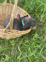 Pollux, a male Dachshund for sale in Sebring, FL – 3 of 7