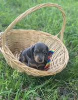 Pollux, a male Dachshund for sale in Sebring, FL – 2 of 7