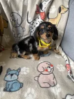 Bentley, a male Miniature Dachshund for sale in Sebring, FL – Photo 5 of 6