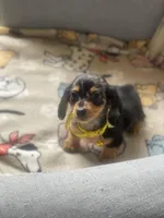 Bentley, a male Miniature Dachshund for sale in Sebring, FL – Photo 2 of 6