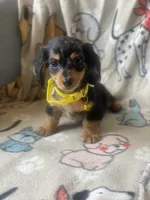 Bentley, a male Miniature Dachshund for sale in Sebring, FL – Photo 3 of 6