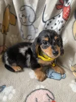 Bentley, a male Miniature Dachshund for sale in Sebring, FL – Photo 4 of 6