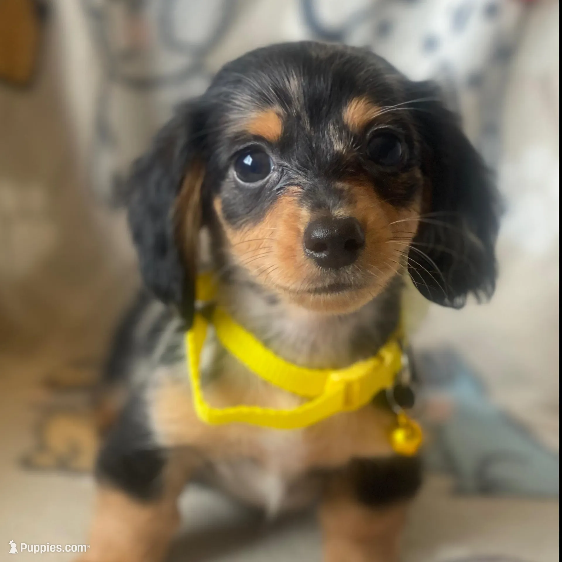 Bentley – Miniature Dachshund puppy for sale in Sebring, FL