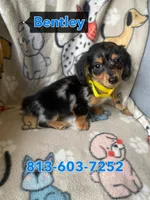 Bentley, a male Miniature Dachshund for sale in Sebring, FL – Photo 6 of 6