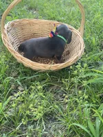 Pollux, a male Dachshund for sale in Sebring, FL – 6 of 7