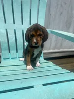 Duchess, a female Beagle for sale in Sebring, FL – 6 of 6