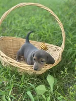 Castor, a male Dachshund for sale in Sebring, FL – 3 of 6