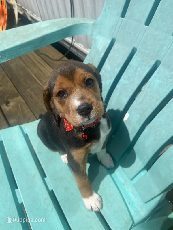 Duchess – Beagle puppy for sale in Sebring, FL