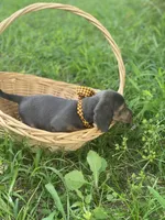 Castor, a male Dachshund for sale in Sebring, FL – 4 of 6