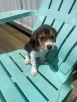 Princess , a female Beagle for sale in Sebring, FL – 2 of 6