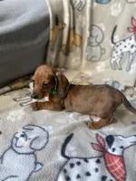 Chiisai, a male Dachshund for sale in Sebring, FL – Photo 4 of 6