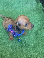 Loki, a male Dachshund for sale in Sebring, FL – Photo 2 of 4