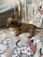Chiisai, a male Dachshund for sale in Sebring, FL – Photo 6 of 6