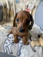 Chiisai, a male Dachshund for sale in Sebring, FL – Photo 5 of 6