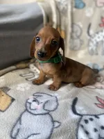 Chiisai, a male Dachshund for sale in Sebring, FL – Photo 2 of 6