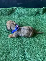 Loki, a male Dachshund for sale in Sebring, FL – Photo 4 of 4