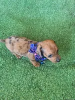 Loki, a male Dachshund for sale in Sebring, FL – Photo 3 of 4