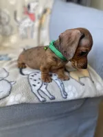 Chiisai, a male Dachshund for sale in Sebring, FL – Photo 1 of 6