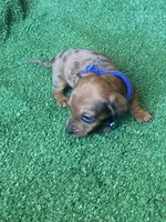 Loki, a male Dachshund for sale in Sebring, FL – Photo 1 of 4