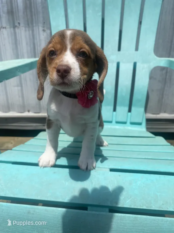 Abby – Beagle puppy for sale in Sebring, FL