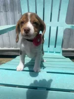 Abby, a female Beagle for sale in Sebring, FL – 1 of 6