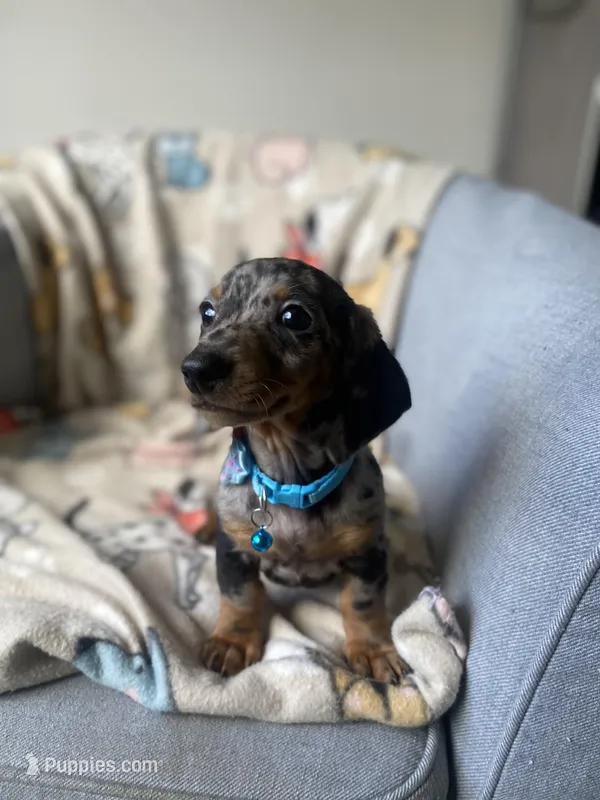 Comet – Dachshund puppy for sale in Sebring, FL