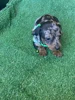 Comet, a male Dachshund for sale in Sebring, FL – Photo 1 of 4