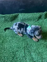 Comet, a male Dachshund for sale in Sebring, FL – Photo 3 of 4