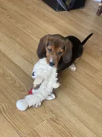 Duchess, a female Beagle for sale in Sebring, FL – 9 of 9