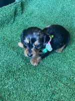 Toby, a male Miniature Dachshund for sale in Sebring, FL – Photo 2 of 4