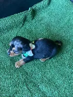 Toby, a male Miniature Dachshund for sale in Sebring, FL – Photo 4 of 4