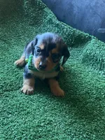 Toby, a male Miniature Dachshund for sale in Sebring, FL – Photo 1 of 4