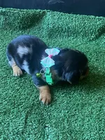 Toby, a male Miniature Dachshund for sale in Sebring, FL – Photo 3 of 4